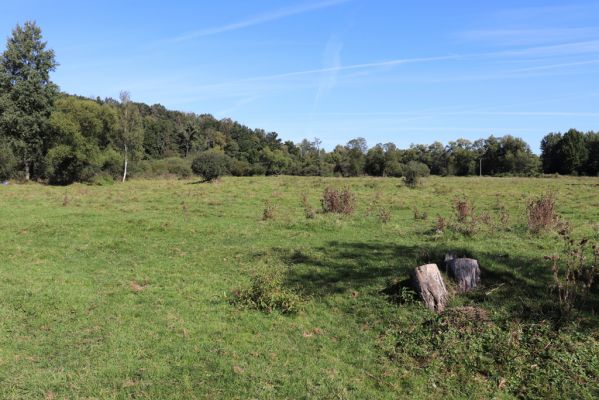 Černousy, 18.9.2020
Meandry Smědé, pastvina.
Klíčová slova: Černousy Smědá meandry pastvina