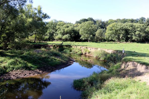 Černousy, 18.9.2020
Meandry Smědé, pastvina.
Mots-clés: Černousy Smědá meandry pastvina