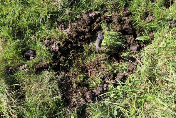 Černousy, 18.9.2020
Meandry Smědé, pastvina. Kravinec s chrobáky Geotrupes spiniger.
Keywords: Černousy Smědá meandry pastvina Geotrupes spiniger