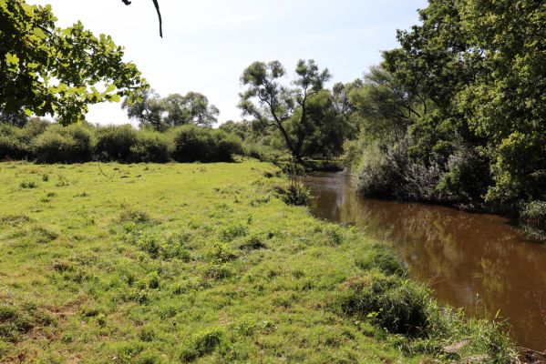 Černousy, 18.9.2020
Meandry Smědé, pastvina.
Klíčová slova: Černousy Smědá meandry pastvina