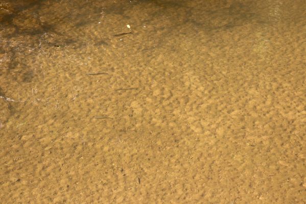 Černousy, 18.9.2020
Meandry Smědé.
Klíčová slova: Černousy Smědá meandry