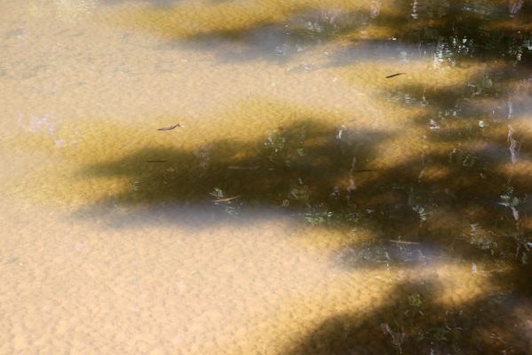 Černousy, 18.9.2020
Meandry Smědé.
Klíčová slova: Černousy Smědá meandry
