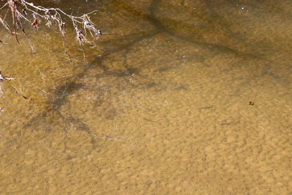 Černousy, 18.9.2020
Meandry Smědé.
Klíčová slova: Černousy Smědá meandry