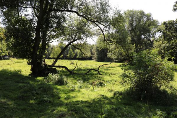 Černousy, 18.9.2020
Pastvina u meandrů Smědé.
Klíčová slova: Černousy pastvina Nimbus contaminatus