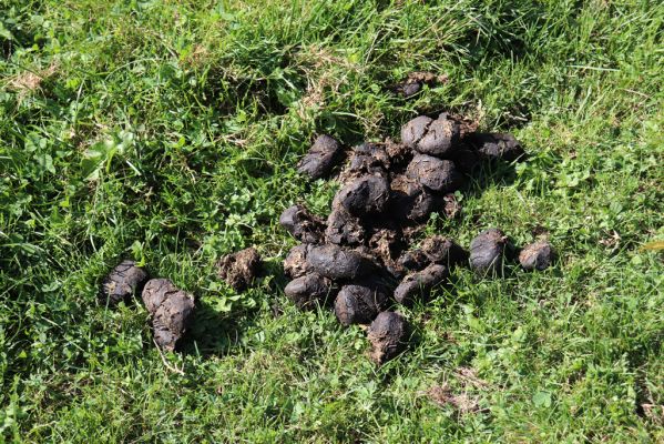 Černousy, 18.9.2020
Pastvina u meandrů Smědé.
Schlüsselwörter: Černousy pastvina Nimbus contaminatus