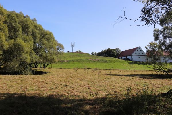 Černousy, Ves, 18.9.2020
Pastvina pod Dvorem Hlaváč.
Mots-clés: Černousy Ves Dvůr Hlaváč pastvina