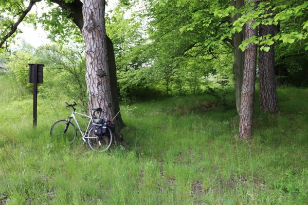 Černousy, 29.5.2020
Okraj lesa u Smědé - biotop kovařika Agriotes pallidulus.
Mots-clés: Černousy Agriotes pallidulus