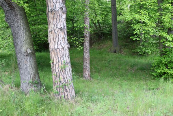 Černousy, 29.5.2020
Okraj lesa u železničního mostu přes Smědou. Biotop kovaříka Agriotes pallidulus.
Klíčová slova: Černousy les Agriotes pallidulus