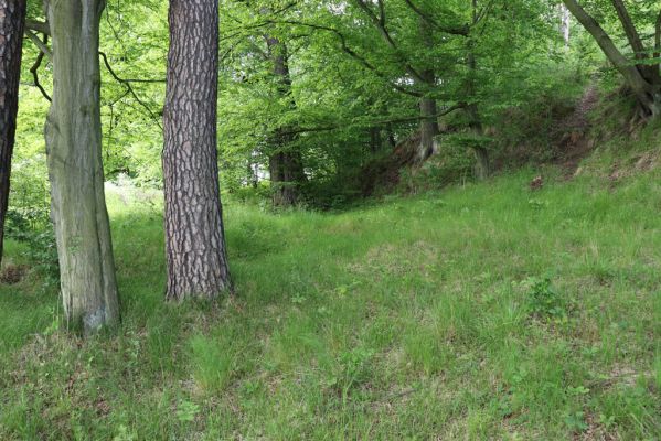 Černousy, 29.5.2020
Okraj lesa u Smědé - biotop kovařika Agriotes pallidulus.
Schlüsselwörter: Černousy Agriotes pallidulus