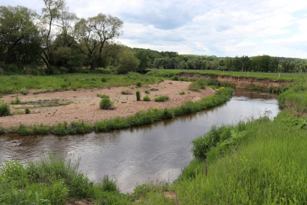 Černousy, 29.5.2020
Meandry Smědé.
Mots-clés: Černousy Smědá meandry Zorochros dermestoides Negastrius pulchellus