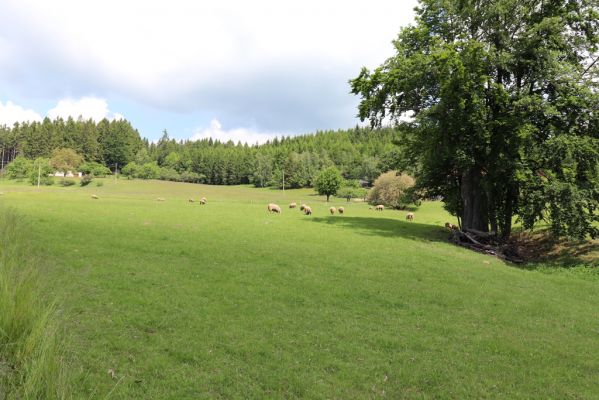 Červený Kostelec, 1.6.2019
Náměrky - pastvina.
Schlüsselwörter: Červený Kostelec Náměrky pastvina