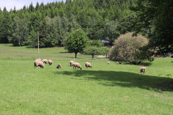 Červený Kostelec, 1.6.2019
Náměrky - pastvina.
Klíčová slova: Červený Kostelec Náměrky pastvina