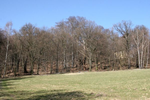 Jirkov, Červený Hrádek, 26.3.2012
Jižní část obory.
Klíčová slova: Krušné hory Jirkov Červený Hrádek obora