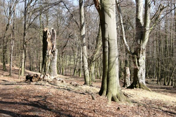 Jirkov, Červený Hrádek, 26.3.2012
Skupina starých buků v jižní části obory.
Klíčová slova: Krušné hory Jirkov Červený Hrádek obora