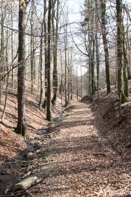 Jirkov, Červený Hrádek, 26.3.2012
Obora. Údolí pod Rákosovým rybníkem.
Klíčová slova: Krušné hory Jirkov Červený Hrádek obora