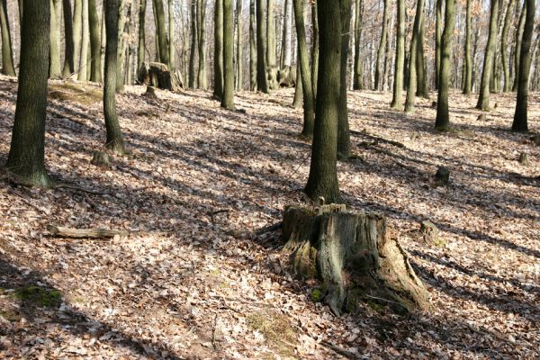 Jirkov, Červený Hrádek, 26.3.2012
Obora. Zlikvidovaný dubový pastevní les v okolí kóty 458.
Klíčová slova: Krušné hory Jirkov Červený Hrádek obora kóta 458