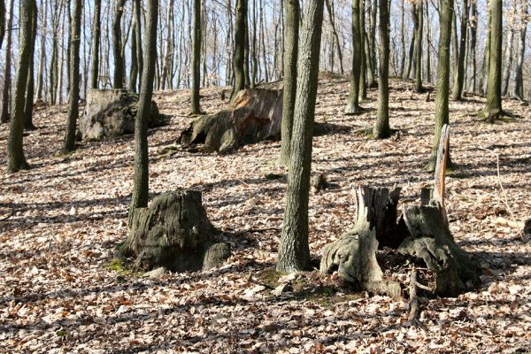 Jirkov, Červený Hrádek, 26.3.2012
Obora. Zlikvidovaný dubový pastevní les v okolí kóty 458.
Klíčová slova: Krušné hory Jirkov Červený Hrádek obora kóta 458