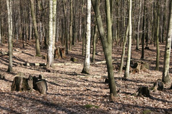 Jirkov, Červený Hrádek, 26.3.2012
Obora. Zlikvidovaný dubový pastevní les v okolí kóty 458.
Klíčová slova: Krušné hory Jirkov Červený Hrádek obora kóta 458