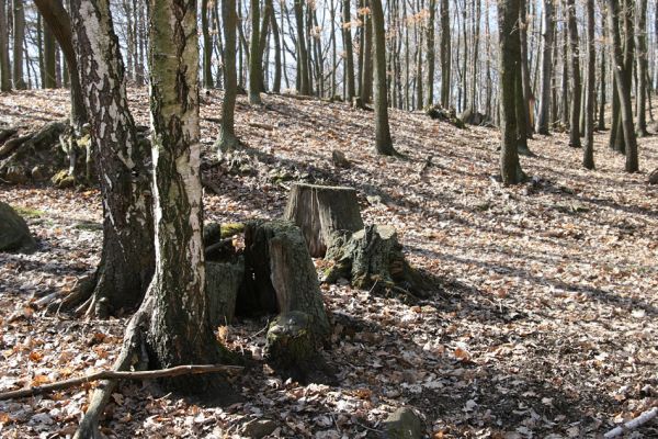 Jirkov, Červený Hrádek, 26.3.2012
Obora. Zlikvidovaný dubový pastevní les v okolí kóty 458.
Klíčová slova: Krušné hory Jirkov Červený Hrádek obora kóta 458