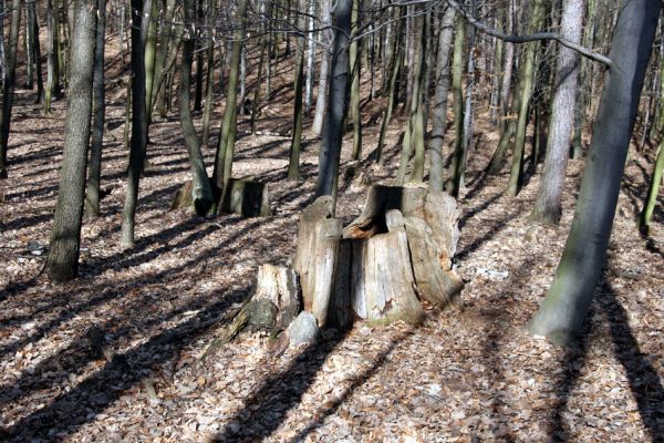 Jirkov, Červený Hrádek, 26.3.2012
Obora. Zlikvidovaný dubový pastevní les v okolí kóty 458.
Klíčová slova: Krušné hory Jirkov Červený Hrádek obora kóta 458