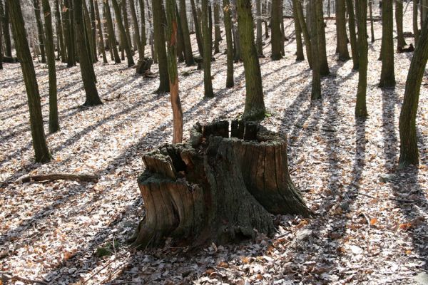 Jirkov, Červený Hrádek, 26.3.2012
Obora. Zlikvidovaný dubový pastevní les v okolí kóty 458.
Klíčová slova: Krušné hory Jirkov Červený Hrádek obora kóta 458
