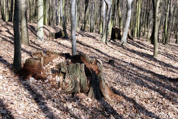 Jirkov, Červený Hrádek, 26.3.2012
Obora. Zlikvidovaný dubový pastevní les v okolí kóty 458.
Klíčová slova: Krušné hory Jirkov Červený Hrádek obora kóta 458