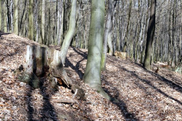 Jirkov, Červený Hrádek, 26.3.2012
Obora. Zlikvidovaný dubový pastevní les v okolí kóty 458.
Klíčová slova: Krušné hory Jirkov Červený Hrádek obora kóta 458