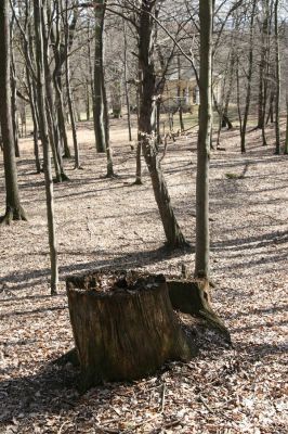 Jirkov, Červený Hrádek, 26.3.2012
Obora. Zlikvidovaný dubový pastevní les v okolí kóty 458.
Keywords: Krušné hory Jirkov Červený Hrádek obora kóta 458