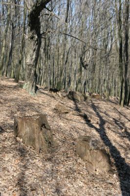Jirkov, Červený Hrádek, 26.3.2012
Obora. Zlikvidovaný dubový pastevní les v okolí kóty 458.
Klíčová slova: Krušné hory Jirkov Červený Hrádek obora kóta 458