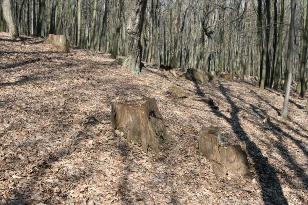 Jirkov, Červený Hrádek, 26.3.2012
Obora. Zlikvidovaný dubový pastevní les v okolí kóty 458.
Klíčová slova: Krušné hory Jirkov Červený Hrádek obora kóta 458