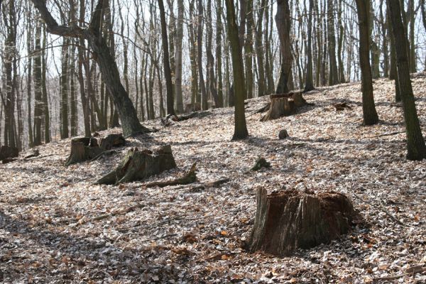 Jirkov, Červený Hrádek, 26.3.2012
Obora. Zlikvidovaný dubový pastevní les v okolí kóty 458.
Klíčová slova: Krušné hory Jirkov Červený Hrádek obora kóta 458