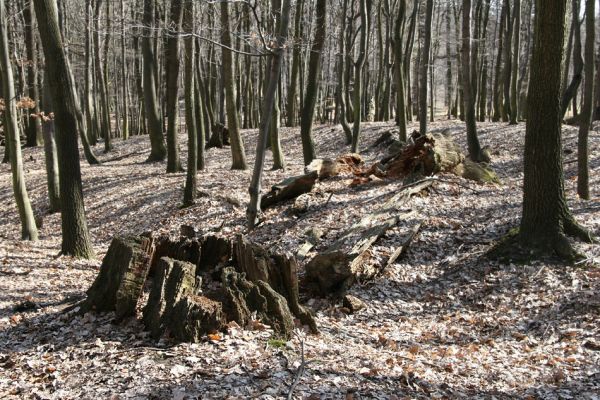 Jirkov, Červený Hrádek, 26.3.2012
Obora. Zlikvidovaný dubový pastevní les v okolí kóty 458.
Keywords: Krušné hory Jirkov Červený Hrádek obora kóta 458