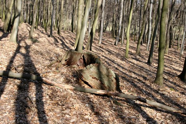 Jirkov, Červený Hrádek, 26.3.2012
Obora. Zlikvidovaný dubový pastevní les v okolí kóty 458.
Klíčová slova: Krušné hory Jirkov Červený Hrádek obora kóta 458