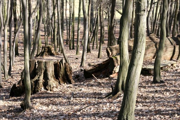 Jirkov, Červený Hrádek, 26.3.2012
Obora. Zlikvidovaný dubový pastevní les v okolí kóty 458.
Klíčová slova: Krušné hory Jirkov Červený Hrádek obora kóta 458