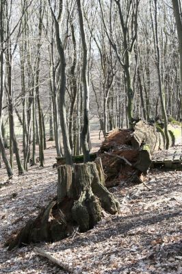 Jirkov, Červený Hrádek, 26.3.2012
Obora. Zlikvidovaný dubový pastevní les v okolí kóty 458.
Klíčová slova: Krušné hory Jirkov Červený Hrádek obora kóta 458