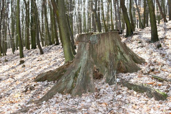 Jirkov, Červený Hrádek, 26.3.2012
Obora. Zlikvidovaný dubový pastevní les v okolí kóty 458.
Schlüsselwörter: Krušné hory Jirkov Červený Hrádek obora kóta 458