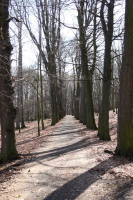 Jirkov, Červený Hrádek, 26.3.2012
Obora - lipová alej.
Klíčová slova: Krušné hory Jirkov Červený Hrádek obora Crepidophorus mutilatus