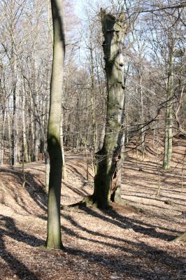 Jirkov, Červený Hrádek, 26.3.2012
Východní část obory. Dutý buk osídlený páchníky.
Klíčová slova: Krušné hory Jirkov Červený Hrádek obora Osmoderma páchník