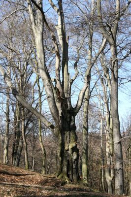 Jirkov, Červený Hrádek, 26.3.2012
Východní část obory.
Klíčová slova: Krušné hory Jirkov Červený Hrádek obora