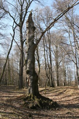 Jirkov, Červený Hrádek, 26.3.2012
Východní část obory. Dutý buk osídlený páchníky.
Klíčová slova: Krušné hory Jirkov Červený Hrádek obora Osmoderma páchník