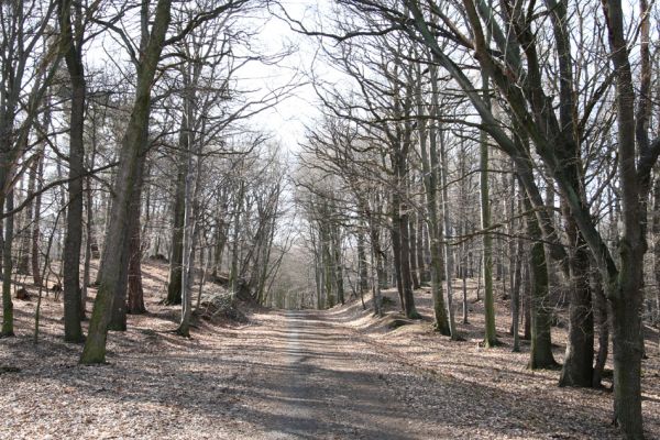 Jirkov, Červený Hrádek, 26.3.2012
Východní část obory.
Klíčová slova: Krušné hory Jirkov Červený Hrádek obora