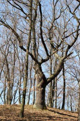 Jirkov, Červený Hrádek, 26.3.2012
Východní část obory.
Klíčová slova: Krušné hory Jirkov Červený Hrádek obora