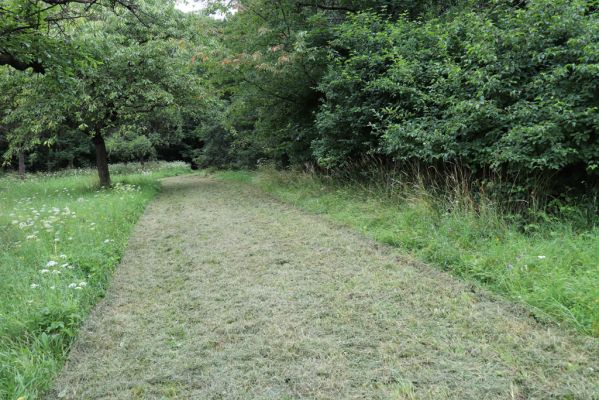 Česká Skalice, 22.7.2021
Nad Pivovarem - třešňovka.
Klíčová slova: Česká Skalice Nad Pivovarem třešňovka Agriotes gallicus