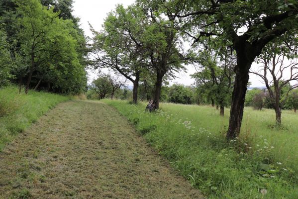 Česká Skalice, 22.7.2021
Nad Pivovarem - třešňovka.
Keywords: Česká Skalice Nad Pivovarem třešňovka Agriotes gallicus