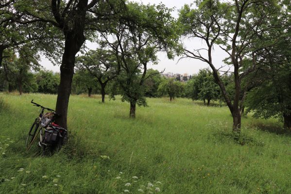 Česká Skalice, 22.7.2021
Nad Pivovarem - třešňovka.
Keywords: Česká Skalice Nad Pivovarem třešňovka Agriotes gallicus