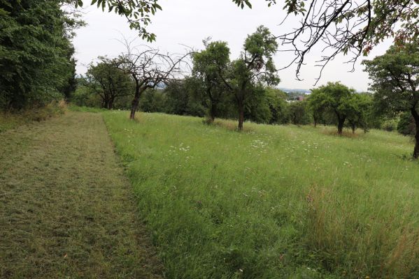 Česká Skalice, 22.7.2021
Nad Pivovarem - třešňovka.
Keywords: Česká Skalice Nad Pivovarem třešňovka Agriotes gallicus