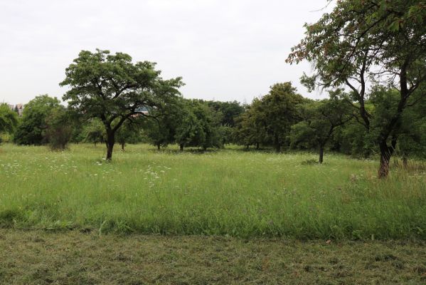 Česká Skalice, 22.7.2021
Nad Pivovarem - třešňovka.
Schlüsselwörter: Česká Skalice Nad Pivovarem třešňovka Agriotes gallicus