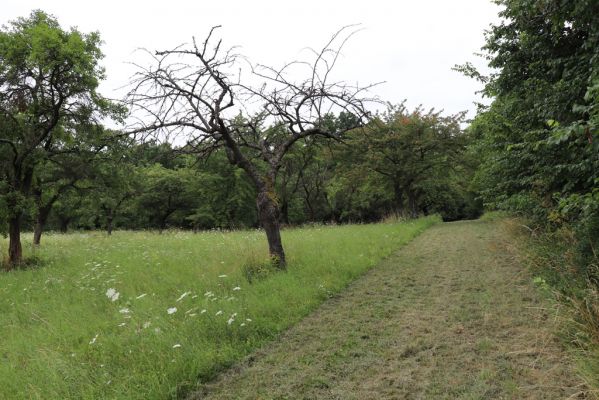 Česká Skalice, 22.7.2021
Nad Pivovarem - třešňovka.
Keywords: Česká Skalice Nad Pivovarem třešňovka Agriotes gallicus