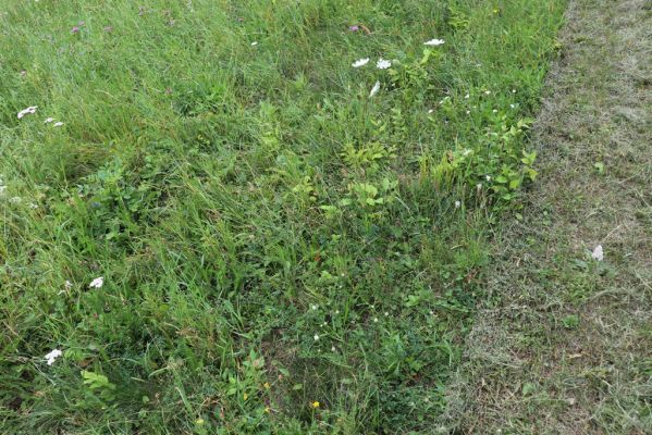 Česká Skalice, 22.7.2021
Nad Pivovarem - třešňovka.
Klíčová slova: Česká Skalice Nad Pivovarem třešňovka Agriotes gallicus