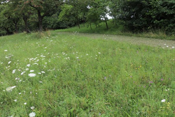 Česká Skalice, 22.7.2021
Nad Pivovarem - třešňovka.
Klíčová slova: Česká Skalice Nad Pivovarem třešňovka Agriotes gallicus